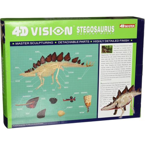  Famemaster 4D Vision Stegosaurus Anatomy Model