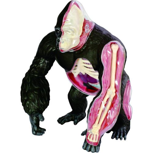  Famemaster 4D Vision Gorilla Anatomy Model