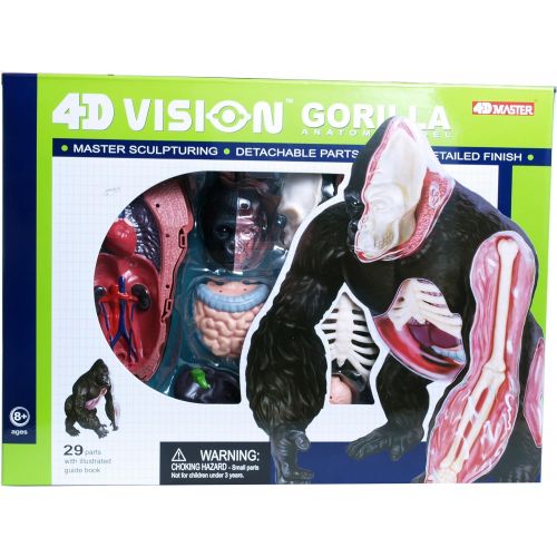  Famemaster 4D Vision Gorilla Anatomy Model