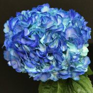 Festive Flower Festive Blue Skies Hydrangea Flowers for Centerpieces - set of 15, 20, or 40