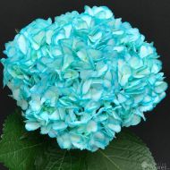 Festive Flower Teal Hydrangea Hand Decorated