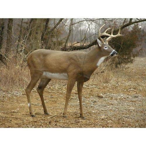  Flambeau Masters Series Boss Buck Decoy