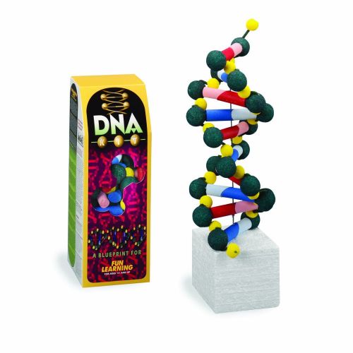  FloraCraft DNA200915 Styrofoam Kits, DNA Model Kit, Pre-Painted