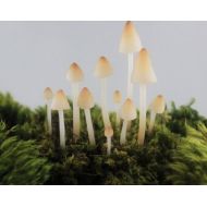 Folditcreations Terrarium Figurines,Realistic Translucent Mushroom Terrarium Decoration,10 clay mushrooms,terrarium accessories,miniature fairy garden