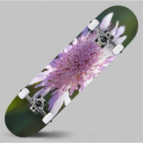  GWFERC Pink Gladiolus Flower Close up Garden Flowers Skateboard 31x8 Double-Warped Skateboards Outdoor Street Sports Skateboard for Beginners Professionals Cool Adult Teen Gifts