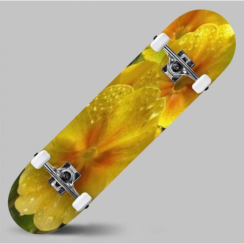  GWFERC White Daisy Flowers Close up with Water Drops Skateboard 31x8 Double-Warped Skateboards Outdoor Street Sports Skateboard for Beginners Professionals Cool Adult Teen Gifts