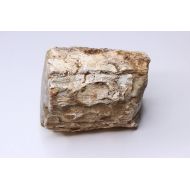 /Garnic Petrified Wood