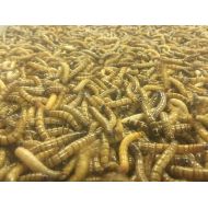 Generic 1000 Large Live Superworms