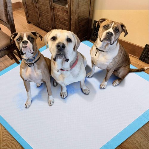  [아마존 핫딜] Gimars XL 28x34 Thicker Heavy Absorbency Pet Training Puppy Pee Pads - Extra Large Disposable Polymer Quick Dry No Leaking Pee Pads for Dogs, Cats, Rabbits and Other House Training