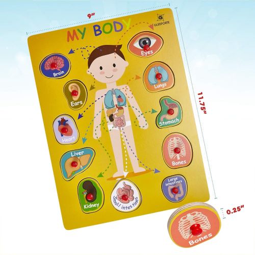  [아마존베스트]Gleeporte Wooden Peg Puzzle, My Body - Inside - Learning Educational Pegged Puzzle for Toddler & Kids (11 pcs)