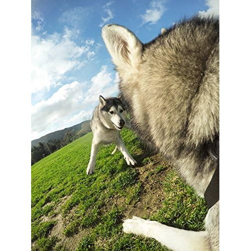 고프로 GoPro Zubehoer Fetch Hundegeschirr - geeignet fuer HERO4/HERO3+/HERO3/HD HERO2/Original HD HERO/HERO (Offizielles GoPro-Zubehoer)