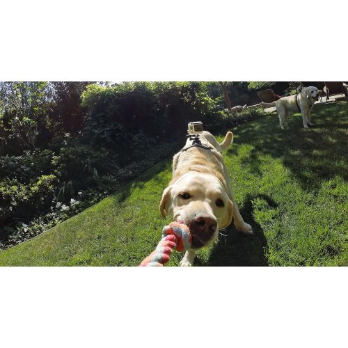 고프로 GoPro Zubehoer Fetch Hundegeschirr - geeignet fuer HERO4/HERO3+/HERO3/HD HERO2/Original HD HERO/HERO (Offizielles GoPro-Zubehoer)