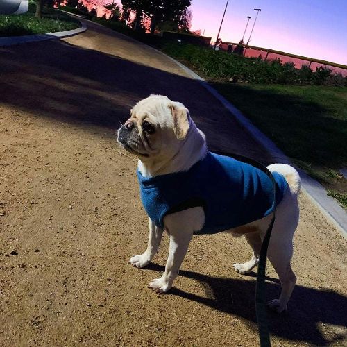  Gooby - Stretch Fleece Vest, Pullover Fleece Vest Jacket Sweater for Dogs