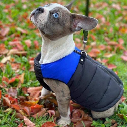  Gooby - Padded Vest, Dog Jacket Coat Sweater with Zipper Closure and Leash Ring