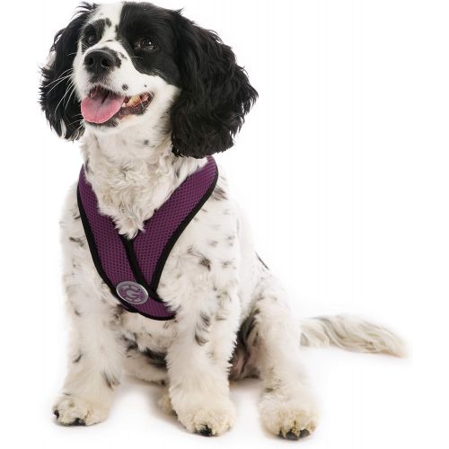  Gooby - Comfort X Head-in Harness, Small Dog Harness with Patented Choke Free X Frame