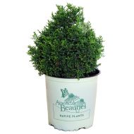 Green Promise Farms American Beauties Native Plants - Chamaecyparis thyoides Top Point (Dwarf White Cedar) Evergreen, , #2 - Size Container