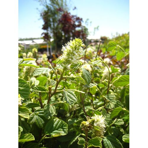  Green Promise Farms American Beauties Native Plants - Fothergilla major (Large Fothergilla) Shrub, white flowers, #2 - Size Container