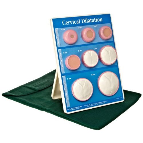  HEALTH EDCO W43093 Cervical Dilation Easel Display, 9 Length x 12 Height