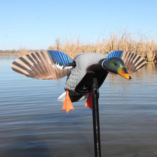  Mojo Outdoors Mojo Elite Mini Mallard Drake With Factory Installed Remote