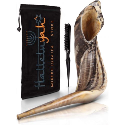  HalleluYAH Ram Shofar From Israel 10 - 12: KOSHER ODORLESS Ram Shofar Horn | Smooth Mouthpiece for Easy Blowing | Include Velvet Bag, Clean Brush and Shofar Guide - Made In Israel By HalleluY