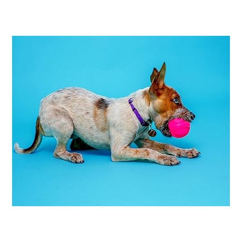  Hartz DuraPlay Bacon Scented Dog Toys, Small (Assorted Color)