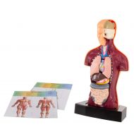 Hey! Play! Anatomy Model  Human Body Torso with Removable Organs for Science and Medical Laboratory Learning  Elementary, Junior High, Homeschool