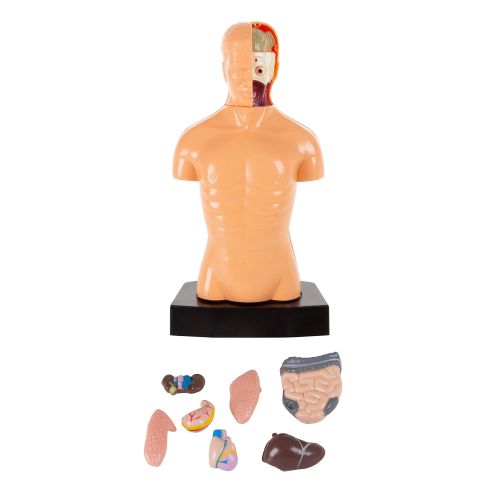  Hey! Play! Anatomy Model  Human Body Torso with Removable Organs for Science and Medical Laboratory Learning  Elementary, Junior High, Homeschool