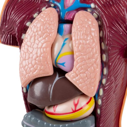  Hey! Play! Anatomy Model  Human Body Torso with Removable Organs for Science and Medical Laboratory Learning  Elementary, Junior High, Homeschool