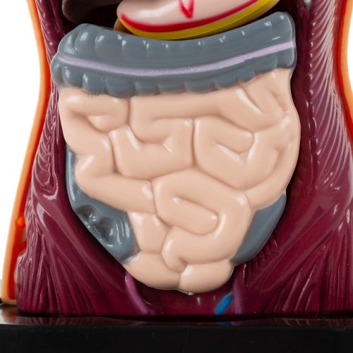  Hey! Play! Anatomy Model  Human Body Torso with Removable Organs for Science and Medical Laboratory Learning  Elementary, Junior High, Homeschool