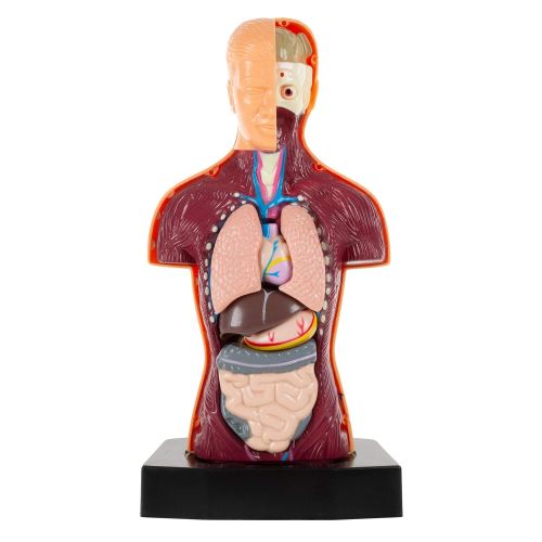  Hey! Play! Anatomy Model  Human Body Torso with Removable Organs for Science and Medical Laboratory Learning  Elementary, Junior High, Homeschool