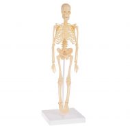 Hey! Play! Human Skeleton Model Kit On Base- 13.25” Kids Skeletal Model with Realistic Looking Bones & Movement for Learning Science, Anatomy