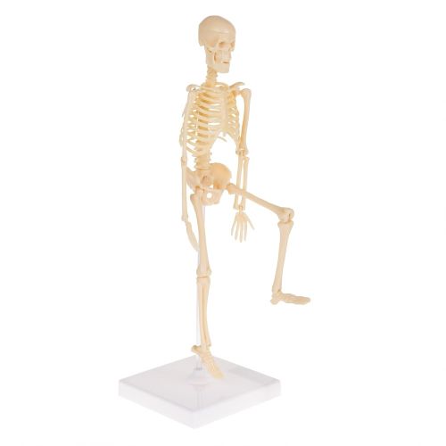  Hey! Play! Human Skeleton Model Kit On Base- 13.25” Kids Skeletal Model with Realistic Looking Bones & Movement for Learning Science, Anatomy