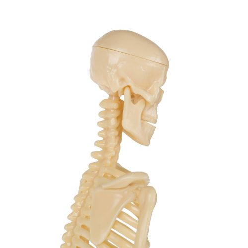  Hey! Play! Human Skeleton Model Kit On Base- 13.25” Kids Skeletal Model with Realistic Looking Bones & Movement for Learning Science, Anatomy