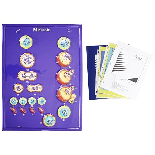  Hubbard Scientific Animal Cell Meiosis Model Activity Set