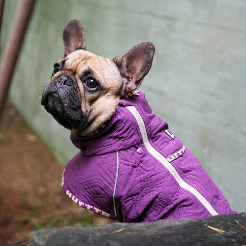  Hurtta Casual Quilted Jacket Dog Coat