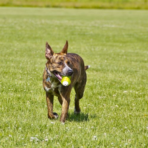  Hyper Pet Squawkers Interactive Dog Toys