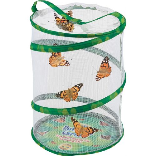  Insect Lore Live Butterfly Garden with Two Cups of Caterpillars