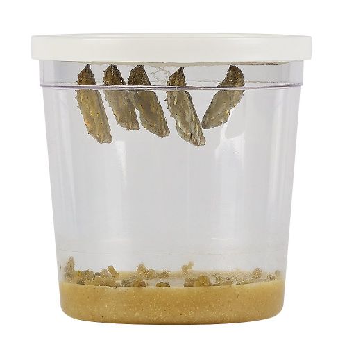  Insect Lore Cup of Caterpillars