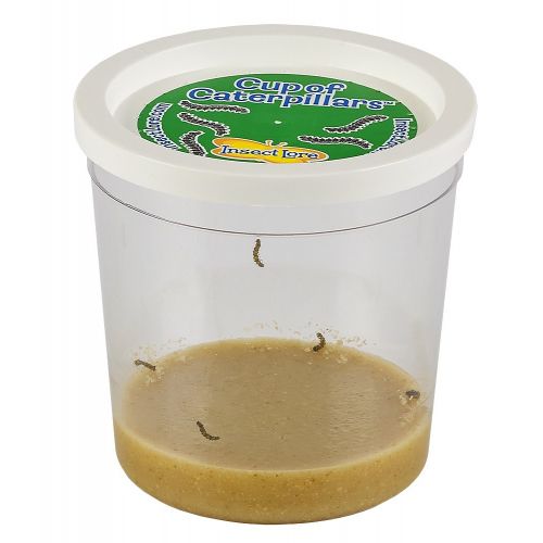  Insect Lore Cup of Caterpillars