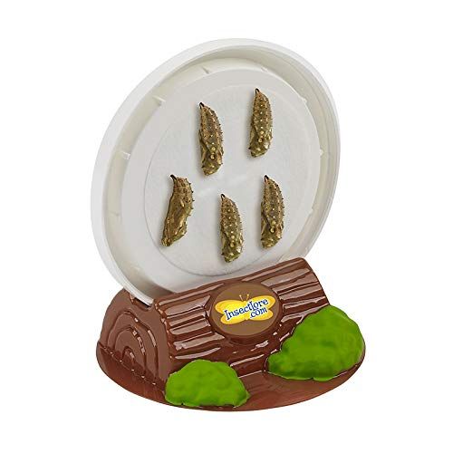  Insect Lore Live Cup of Caterpillars Deluxe