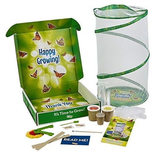  Insect Lore Deluxe School Kit with 33 Live Caterpillars