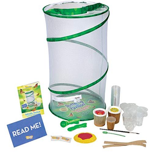  Insect Lore Deluxe School Kit with 33 Live Caterpillars