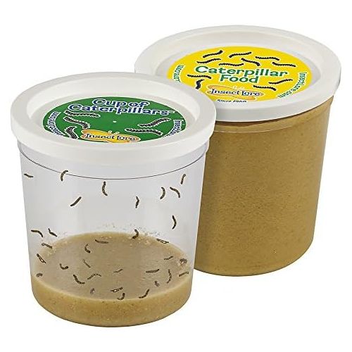  Insect Lore Deluxe School Kit Refill with 33 Live Caterpillars