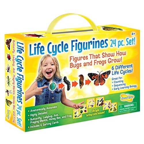  Insect Lore Life Cycle Figurines 24 Pc Set