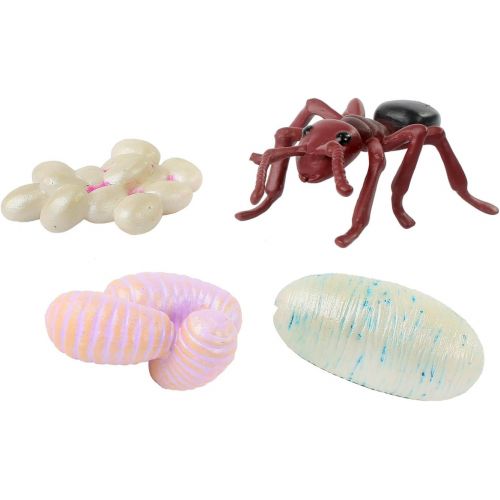  Insect Lore Life Cycle Figurines 24 Pc Set