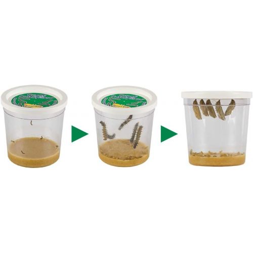  Insect Lore Butterfly Garden: Original Habitat and Two Live Cups of Caterpillars  Life Science & STEM Education