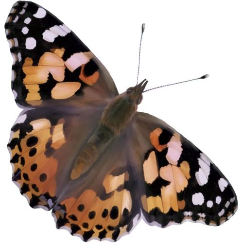  [아마존베스트]Insect Lore Butterfly Mini Garden Gift Set with Live Cup of Caterpillars  Life Science & STEM Education