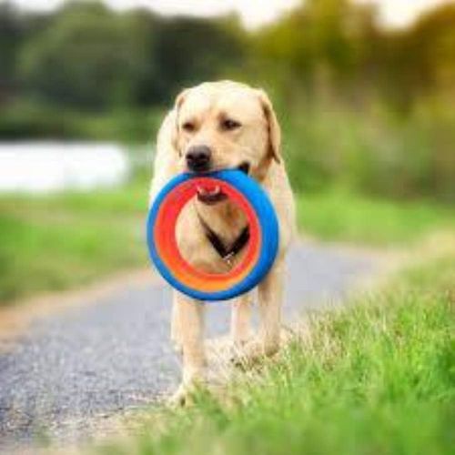  JW Pet Chuckit Fetch Wheel Toy for Dogs, Small