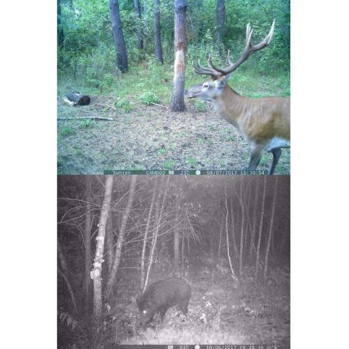  KD Hunting Camera 16MP 1080p, no Glowing Night Vision Game Camera up to 16.6 cm, Waterproof Wildlife Hunting Camera