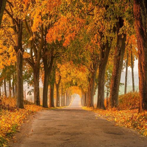  Kate 10x10ft Autumn Photography Backdrops Beautiful Country Road Background Yellow Leaves Backdrop
